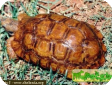 Kinixys lobatsiana