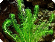 Lagarosiphon muscoides