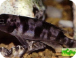 Neolamprologus boulengeri