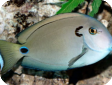 Acanthurus tennenti 