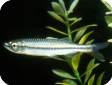 Luciosoma spilopleura