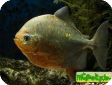 Metynnis argenteus