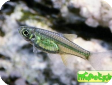 Microdevario kubotai (Microrasbora kubotai)