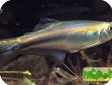 Mimagoniates (Coelurichthys) microlepis