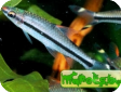 Nannostomus unifasciatus