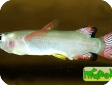 Nomorhamphus liemi