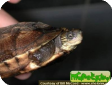 Ocadia glyphistoma (Полосатошейная Гуанси)