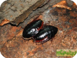 Opistoplatia orientalis
