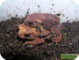 Bufo galeatus