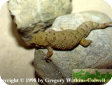 Pachydactylus tuberculosus