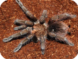 Pamphobeteus sp