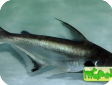 Pangasius larnaudii