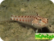 Parapercis schauinslandii 