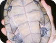 Peltocephalus dumeriliana (Гвианская щитоногая, Большеголовая бокошейная амазонская)
