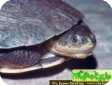 Phrynops gibbus (Выпуклая, Черепаха Гибба килевая) 