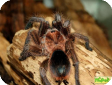Phormictopus antillensis  