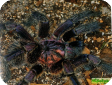 Paraphysa pulcherrimaklaasi