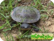 Phrynops nasutus (Носатая лягушковая, Жабоголовая бокошейная) 