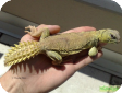 Uromastyx princeps (Шипохвост сомалийский)