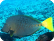 Prionurus chrysurus 