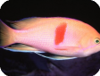 Pseudanthias rubrizonatus 