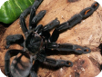 Psalmopoeus irminia