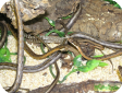 Psammophis tanganicus
