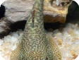 Pseudogastromyzon myersi (Gastromyzon myersi)