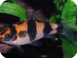 Puntius melanampyx