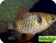 Puntius cumingii