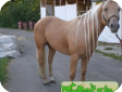 Квартерхорс (Qwoterhorse)