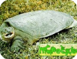 Rafetus swinhoei (Мягкотелая Свайно) 