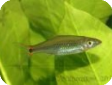 Rasbora kalbarensis