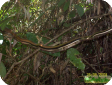 Dendrelaphis striatus