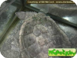 Rheodytes leukops (Черепаха реки Фитцрой) 