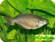 Glossolepis multisquamata