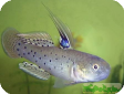 Stigmatogobius sadanundio