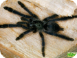 Tapinauchenius purpureus  