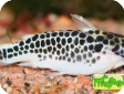 Tatia perugiae