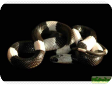 Lycodon subcinctus