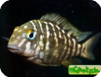 Tropheus polli