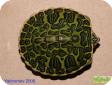 Pseudemys nelsonii