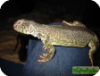 Uromastyx occidentalis (Шипохвост западно-сахарский)