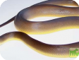 Liasis fuscus