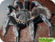 Xenesthis monstrosa