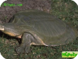 Chrysemys picta