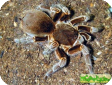 Acanthoscurria insubtilis