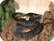 Boiga flavescens