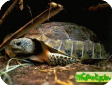 Gopherus flavomarginatus