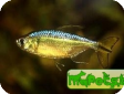 Alestopetersius caudalis (Hemigrammopetersius caudalis)